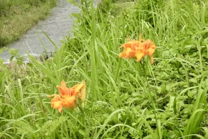 今日の風景/河原のヤブカンゾウ 〜2026年7月1日〜