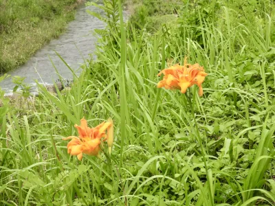 今日の風景/河原のヤブカンゾウ 〜2026年7月1日〜