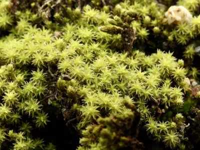 今日の風景/日向のエゾスナゴケ 〜2026年7月4日〜