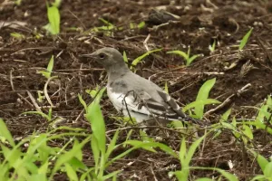 今日の風景/セグロセキレイの幼鳥 〜2026年7月6日〜