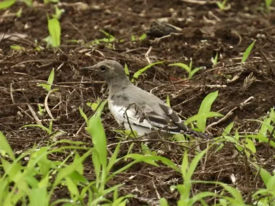 今日の風景/セグロセキレイの幼鳥 〜2026年7月6日〜
