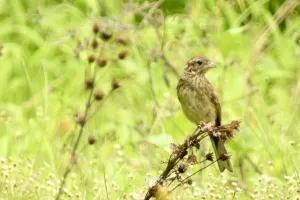 今日の風景/ホオジロの幼鳥 〜2026年7月12日〜
