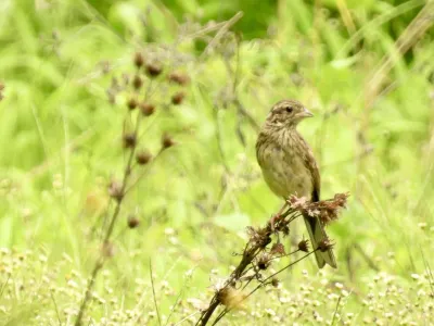 今日の風景/ホオジロの幼鳥 〜2026年7月12日〜