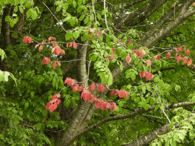 今日の風景/山桜の深緑と紅葉 〜2026年7月13日〜
