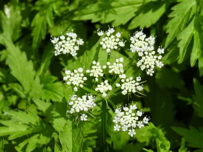 今日の風景/セリの花 〜2026年7月16日〜