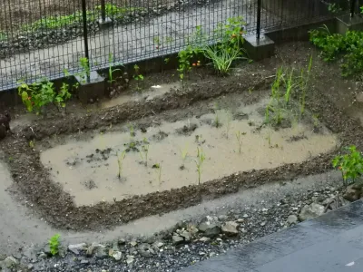 今日の風景/水田出現 〜2026年7月17日〜
