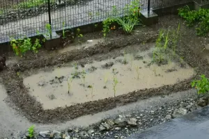 今日の風景/水田出現 〜2026年7月17日〜