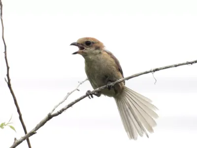 今日の風景/モズの幼鳥 〜2026年7月19日〜