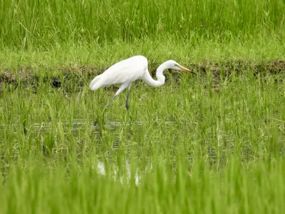 今日の風景/田んぼのチュウサギ 〜2026年8月1日〜