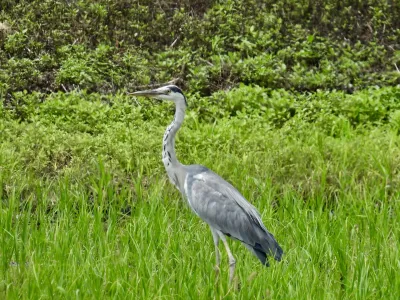 今日の風景/田んぼのアオサギ 〜2026年8月7日〜