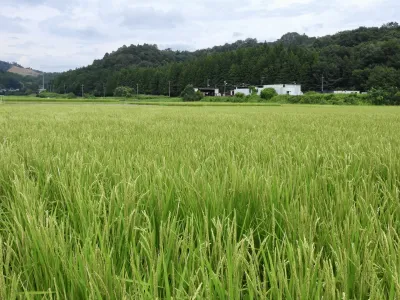 今日の風景/実りの季節へ 〜2026年8月29日〜