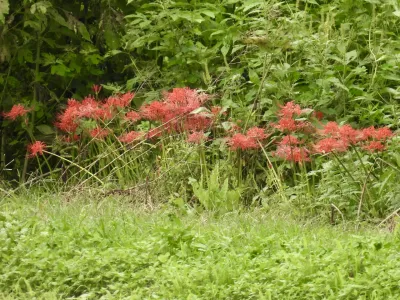 今日の風景/秋の便り 彼岸花 〜2026年9月4日〜