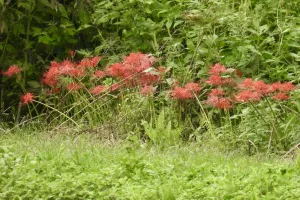 今日の風景/秋の便り 彼岸花 〜2026年9月4日〜
