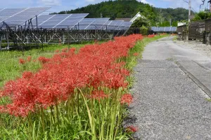 今日の風景/彼岸花ロード 〜2026年9月17日〜