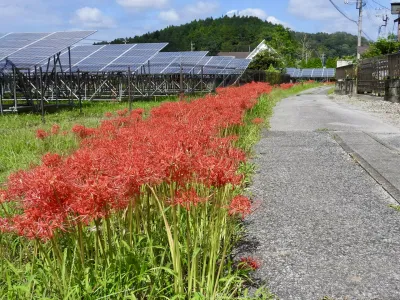 今日の風景/彼岸花ロード 〜2026年9月17日〜