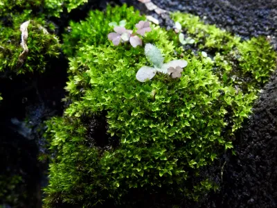 今日の風景/瑞々しいハリガネゴケの仲間 〜2026年9月26日〜