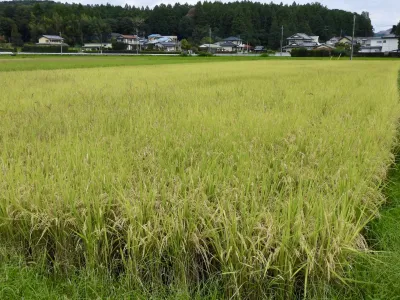 今日の風景/収穫間近の田んぼ 〜2026年10月2日〜