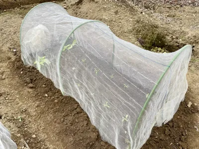 今日のてわすら/サンチュと春菊の植え付け 〜2025年10月19日〜