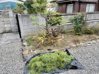 今日のてわすら/黒松のもみあげ 〜2025年11月13日〜