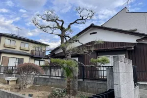 今日のてわすら/松のもみあげ 〜2025年12月5日〜