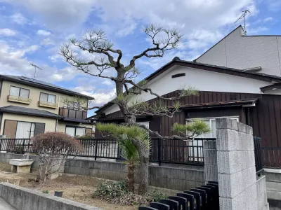 今日のてわすら/松のもみあげ 〜2025年12月5日〜