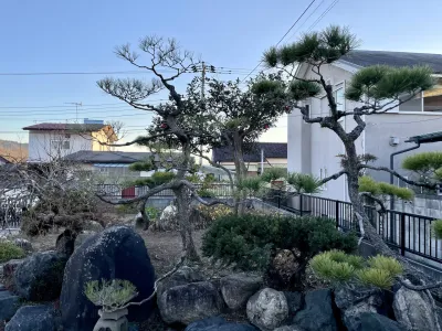 今日のてわすら/松のもみあげ 〜2025年12月16日〜
