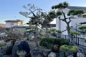 今日のてわすら/松のもみあげ 〜2025年12月16日〜