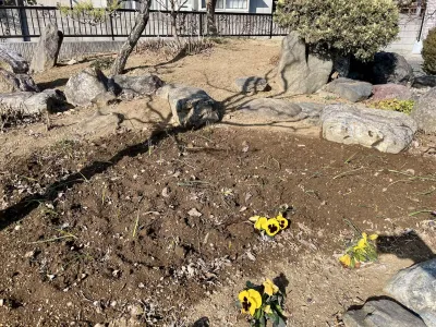 今日のてわすら/玉ねぎの植え付け 〜2026年1月18日〜