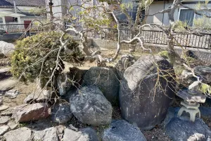 今日のてわすら/カエデの剪定 〜2026年1月27日〜