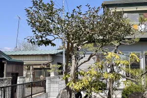 今日のてわすら/サザンカの剪定 〜2026年3月24日〜