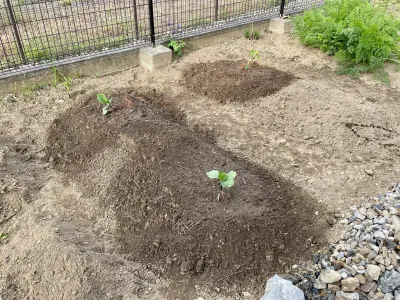 今日のてわすら/ナスとピーマンの植え付け 〜2026年4月26日〜