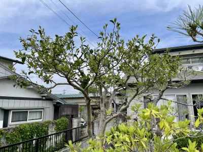 今日のてわすら/サザンカの剪定 〜2026年5月6日〜