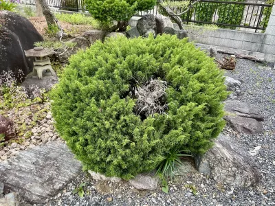 今日の風景/コニファーの剪定 〜2026年5月10日〜
