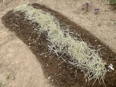 今日のてわすら/サニーレタスの植え付け 〜2026年6月2日〜