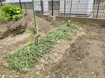 今日のてわすら/にんじんマルチング 〜2026年6月5日〜