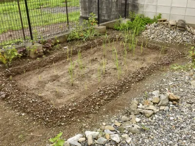 今日のてわすら/田んぼの草取り 〜2026年7月24日〜