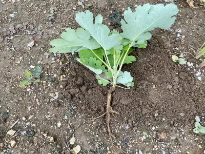 今日のてわすら/タケニグサの除草 〜2026年8月12日〜