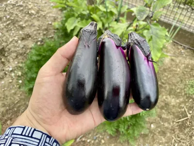 今日のてわすら/なすの収穫 〜2026年8月23日〜